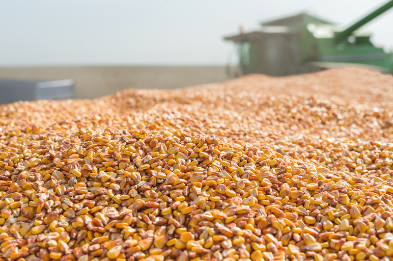 Grain Marketing